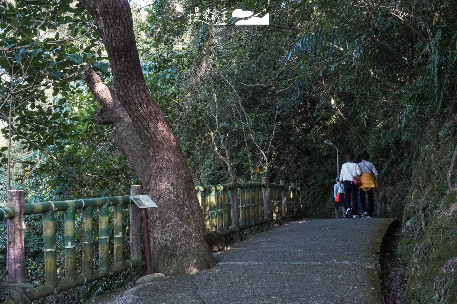 台北市文山區 景美仙跡岩親山步道 A路線樟樹