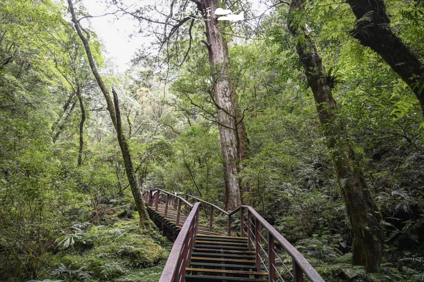 夏天山系避暑勝地｜拉拉山國家森林遊樂區 拉拉山神木群步道