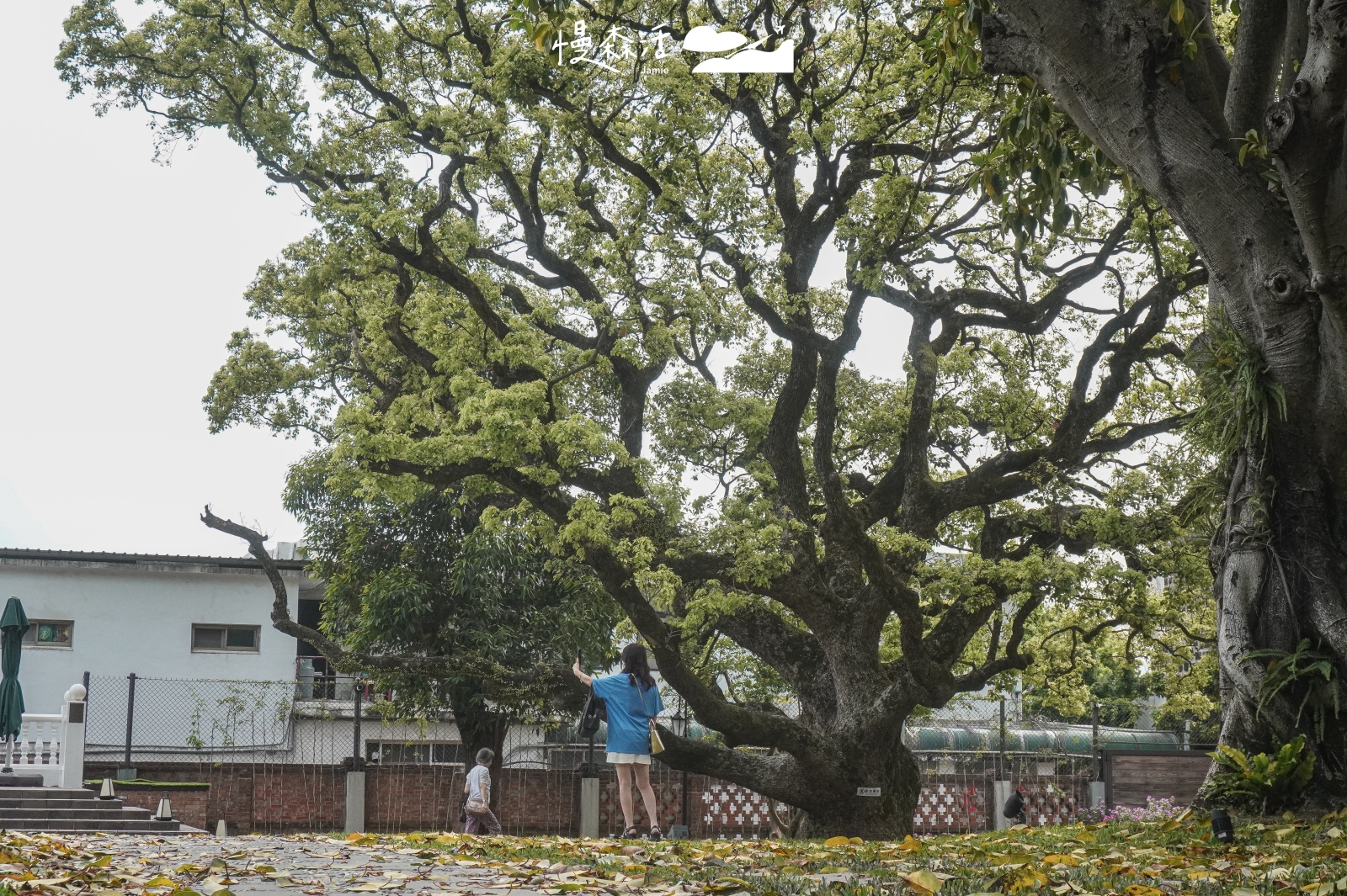 新北市淡水 巫登益美術館新北館 園區內老樟樹