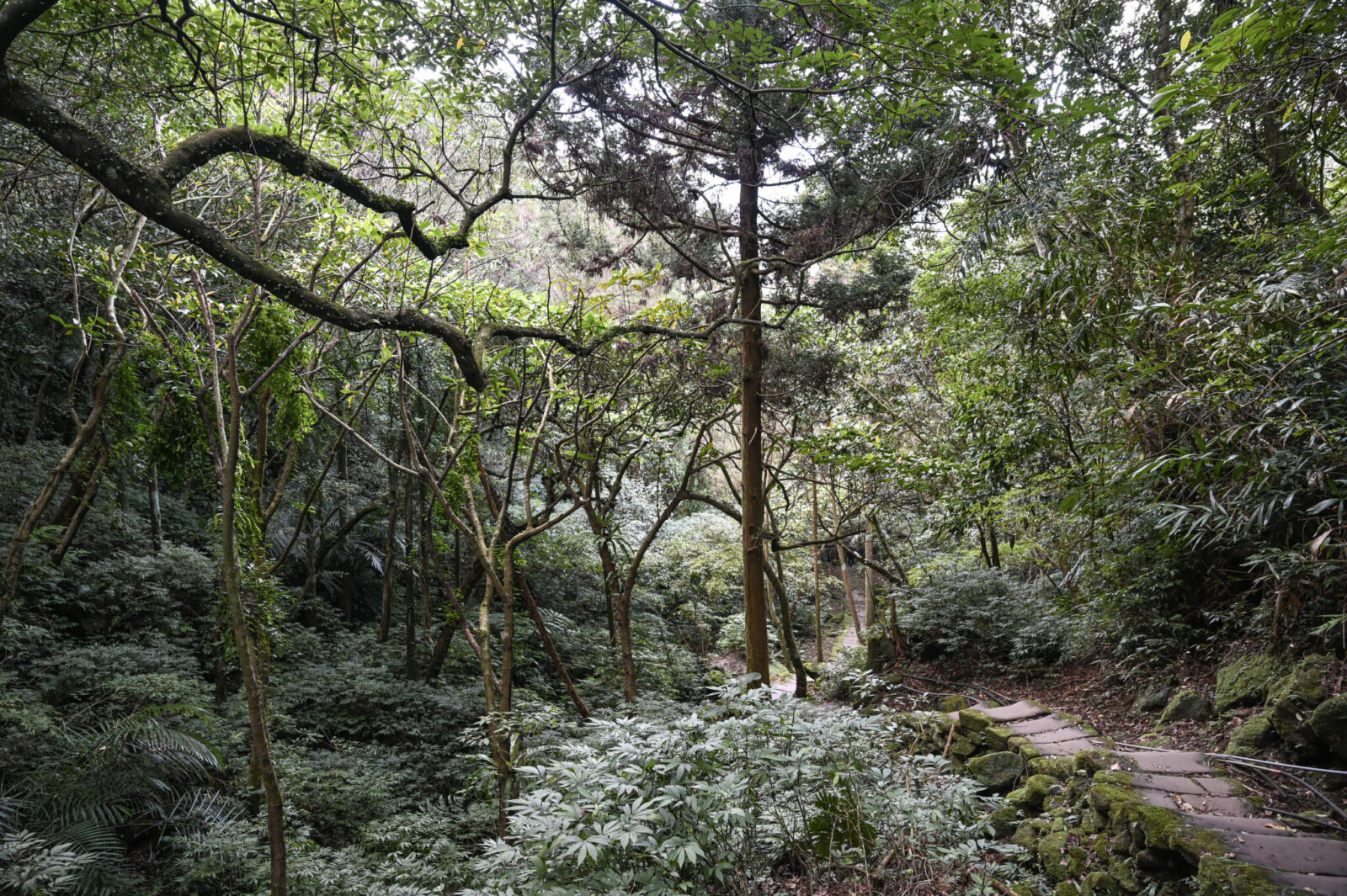 新北市避暑景點｜平溪孝子山