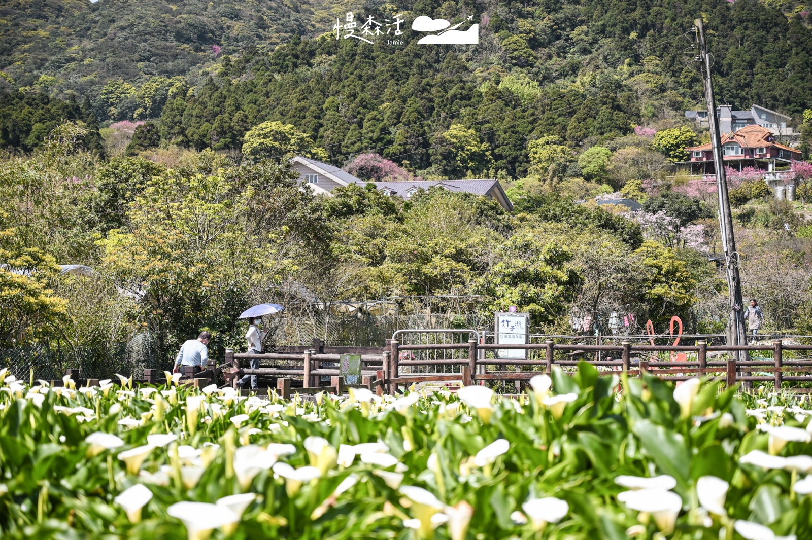 台北避暑勝地｜北投區 竹子湖