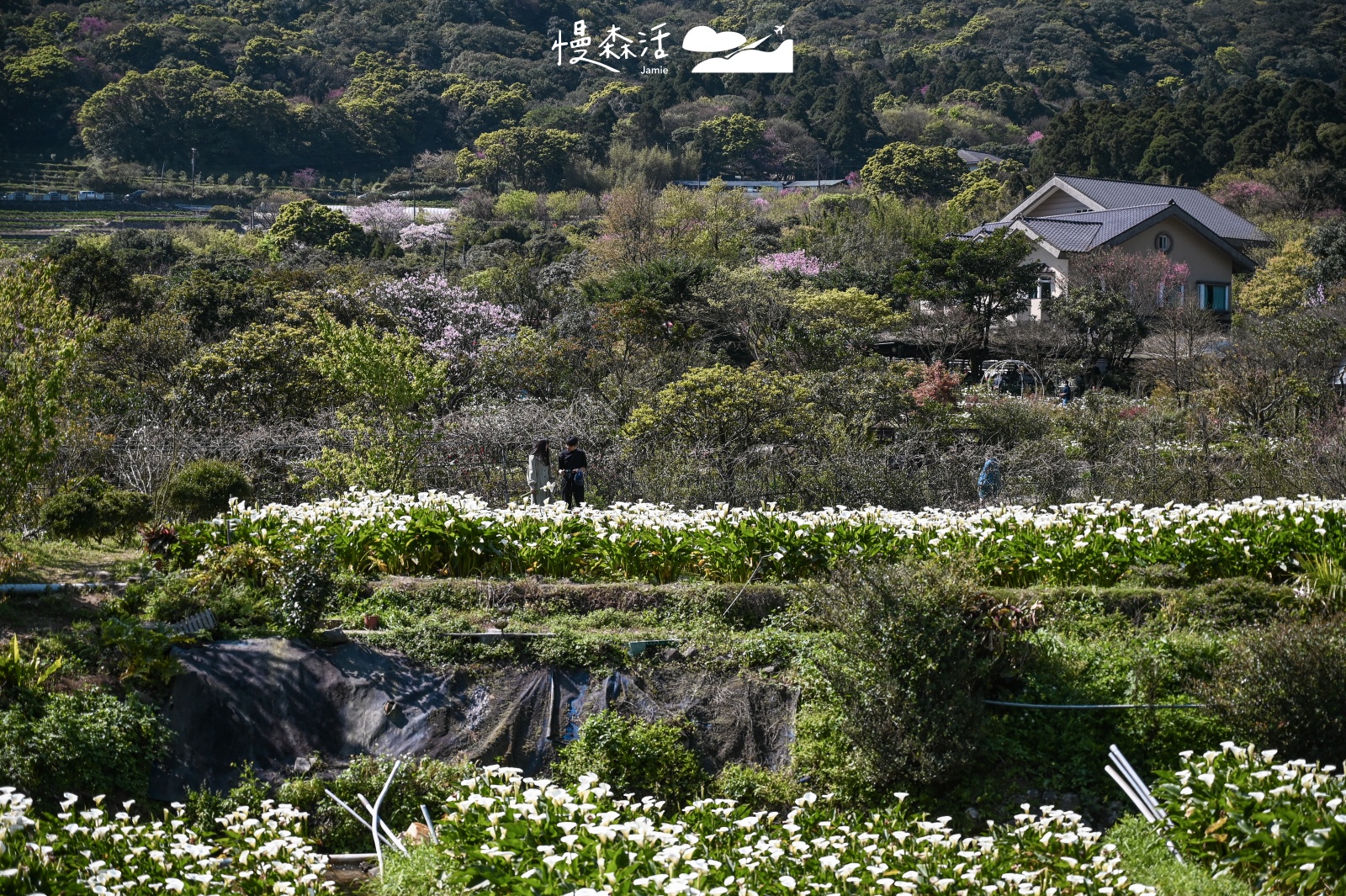 台北避暑勝地｜北投區 竹子湖