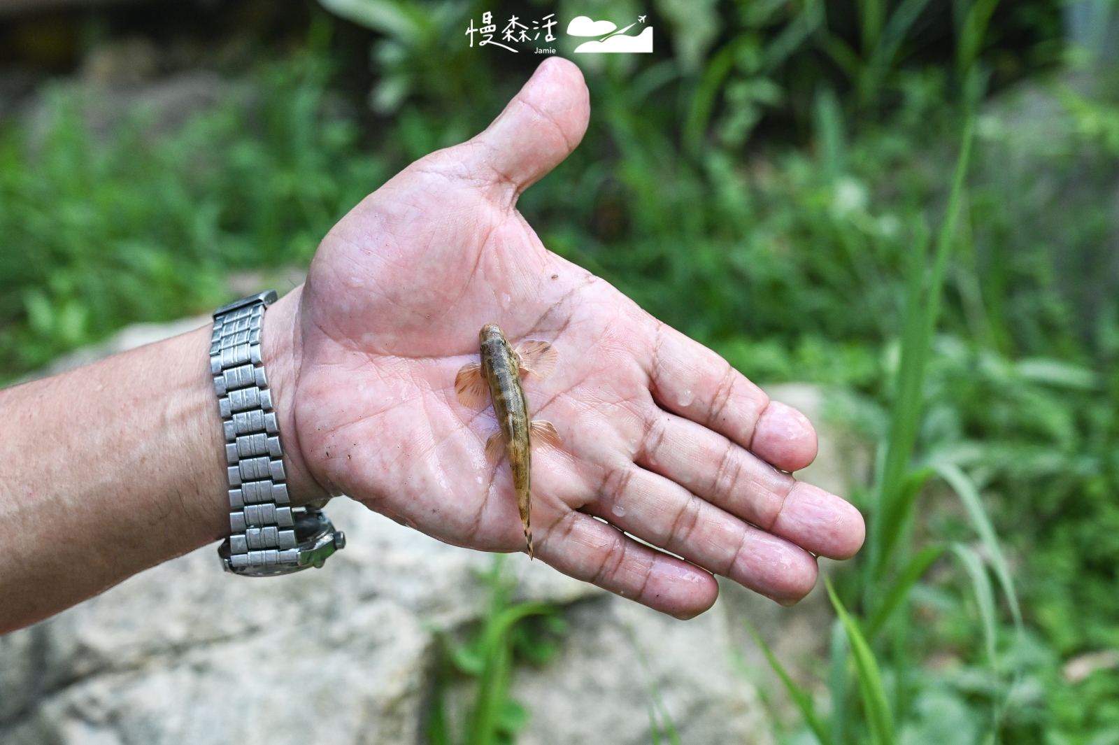 南投縣埔里鎮 岸境濕地莊園桃米溪石盤魚