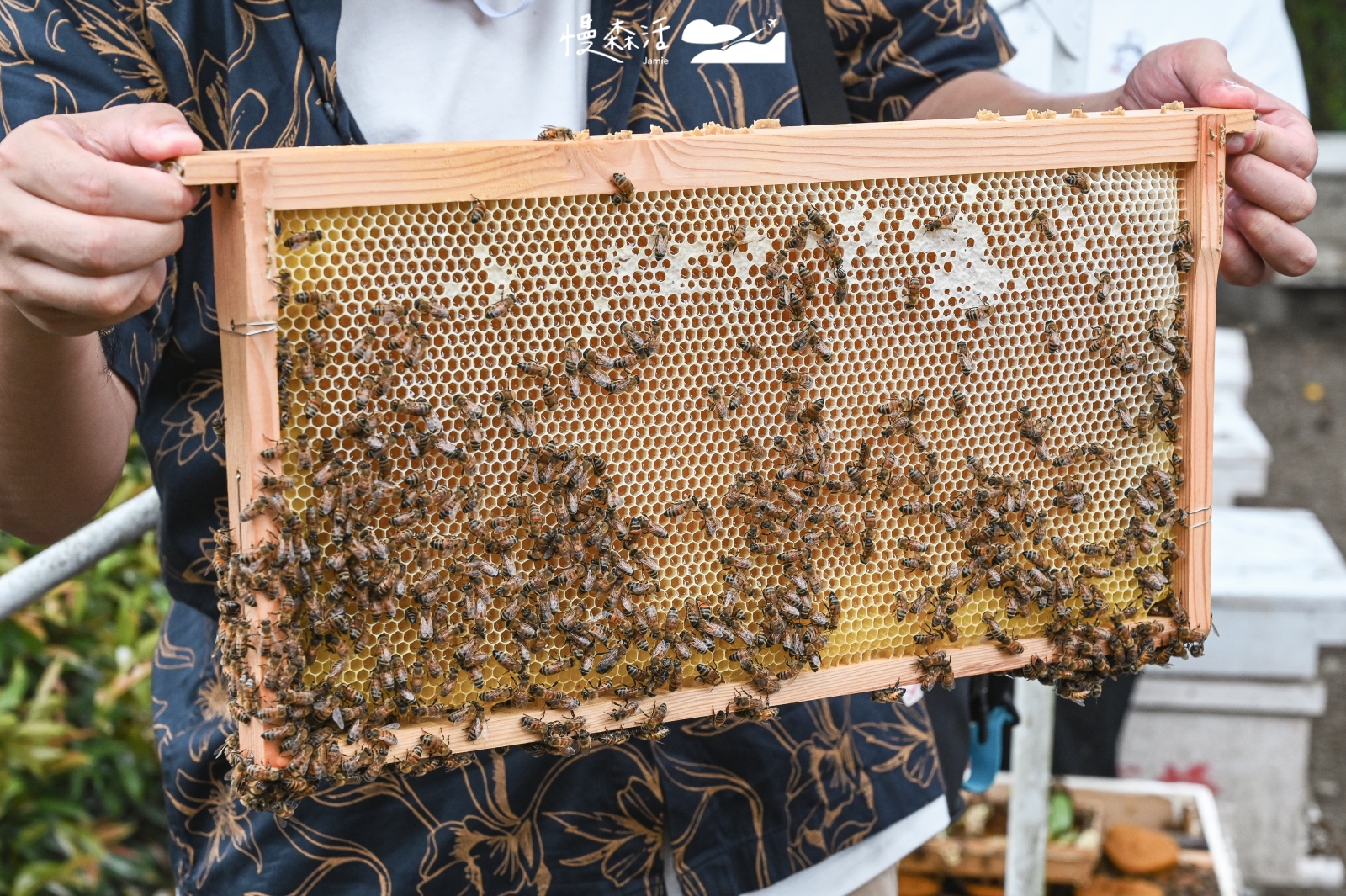 南投縣埔里鎮 賴爺爺蜜蜂小森林觀光生態園區 養蜂綠園區與蜂巢近距離互動