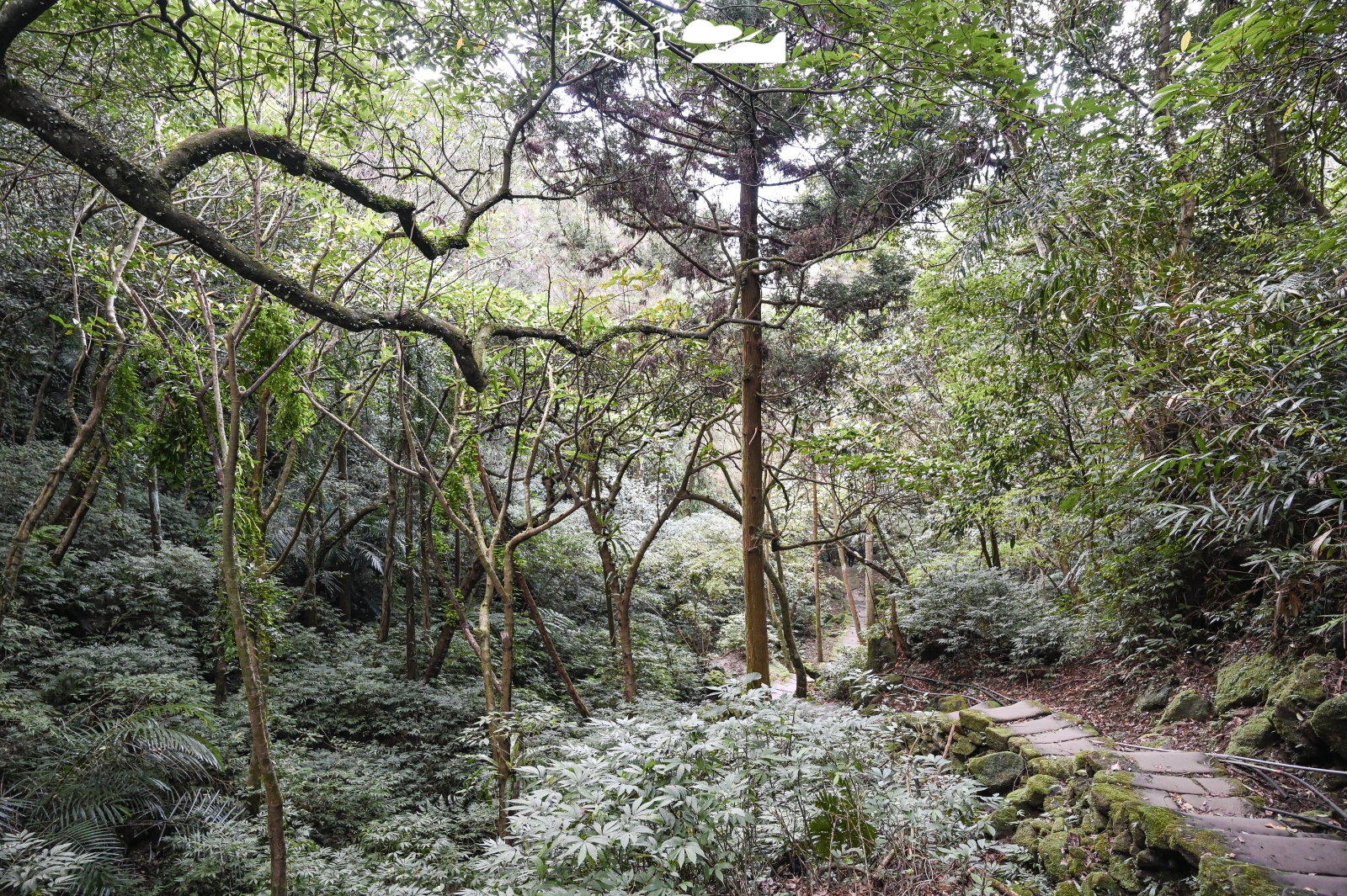 新北輕鬆甩肉健行步道：平溪區 孝子山步道