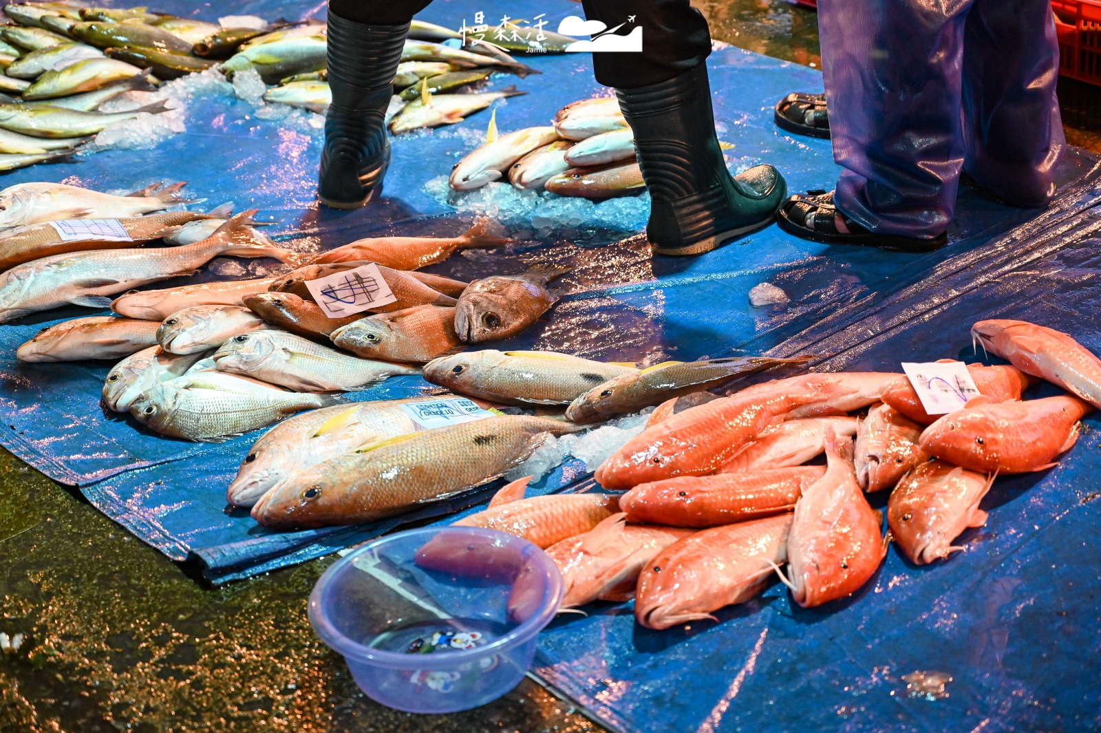 澎湖魚市場第三漁港 漁獲