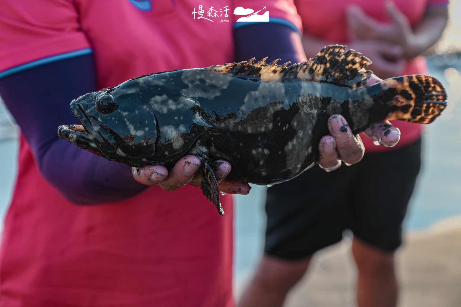 屏東縣佳冬鄉塭豐村 塭豐海提體驗牽罟捕到的魚