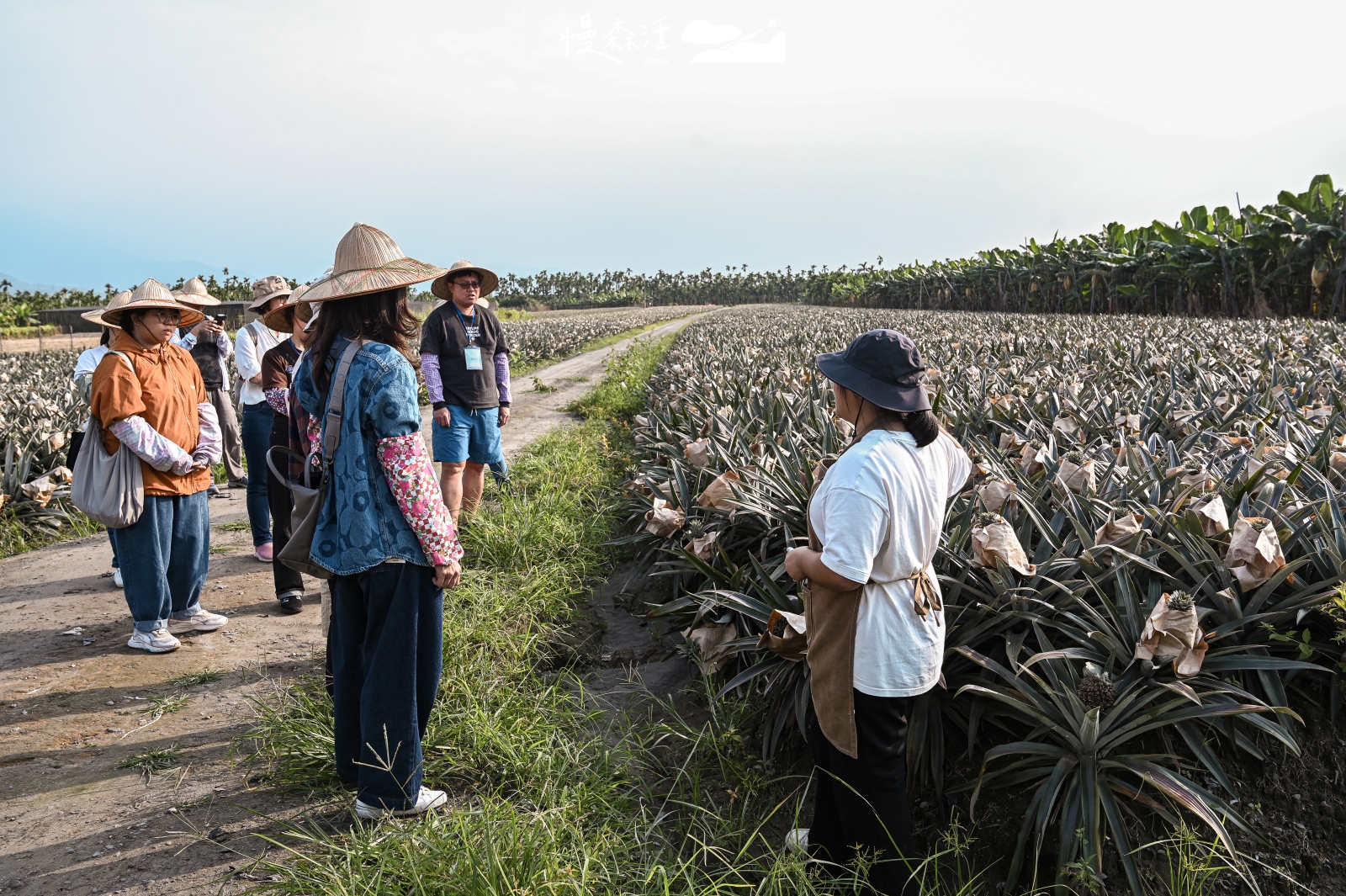 屏東縣萬巒鄉 赤山社區鳳梨園