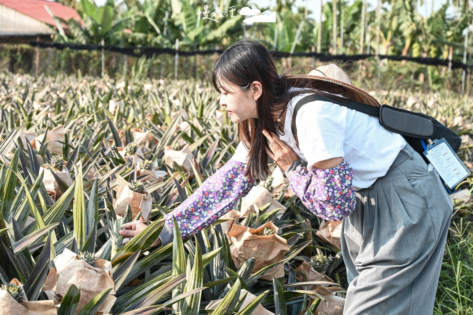 屏東縣萬巒鄉赤山社區 鳳梨園採側芽