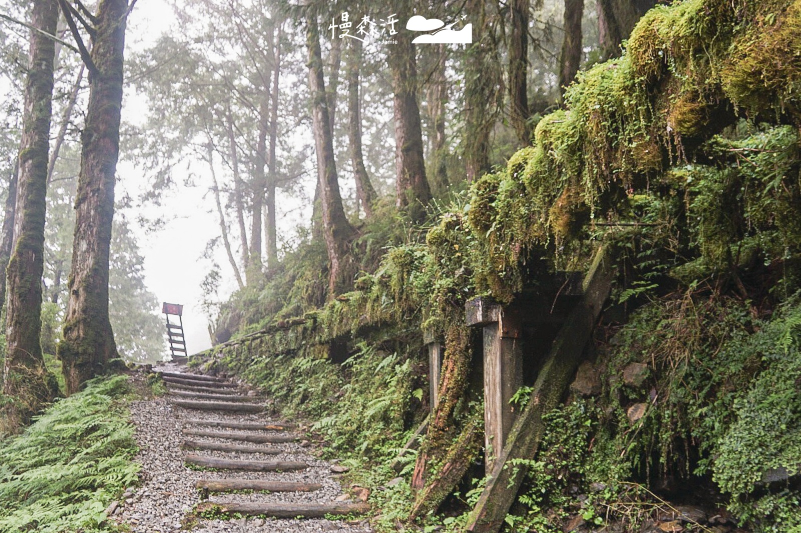 農曆年將近宜蘭「太平山」釋出2025春節旅遊攻略