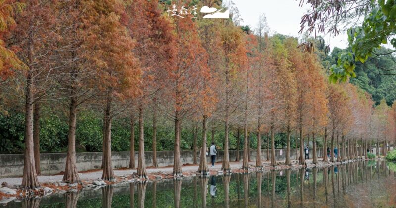 桃園大溪月眉濕地追落羽松！人工濕地生態公園草木倒映池水唯美之景