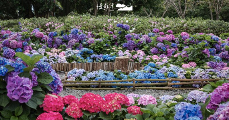 繡球花浪漫綻放大安森林公園！搭台北捷運就能到，平日不減賞花潮花況速報